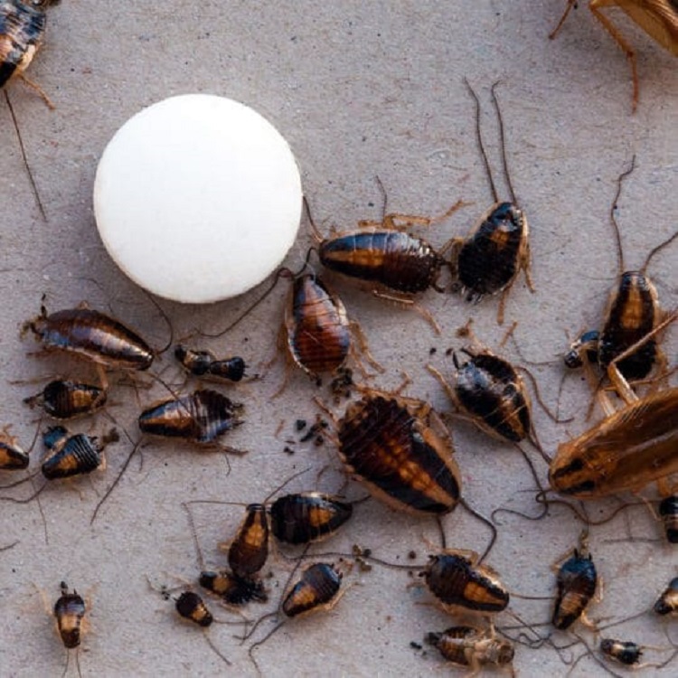How to Get Rid of Roaches in Your Home