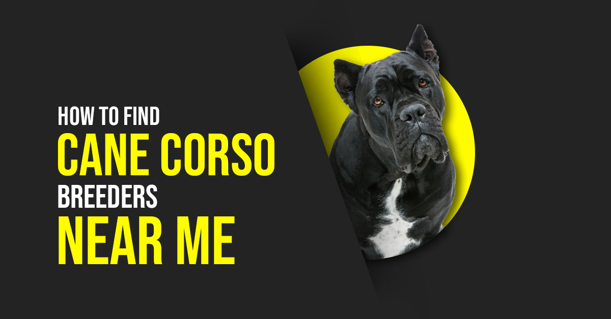 How to Find Cane Corso Breeders Near Me