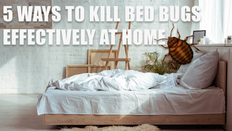 5 Ways to Kill Bed Bugs Effectively at Home