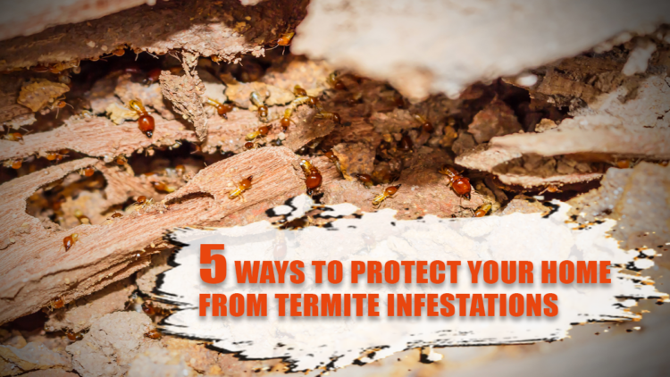 5 Ways to Protect Your Home from Termite Infestations