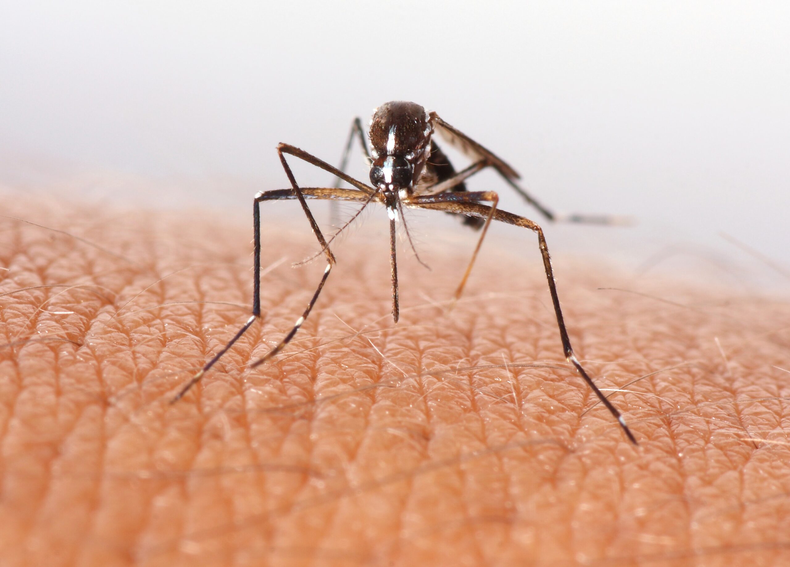 How To Bite a Mosquito Back – The Best Way to Stop Annoying Pests!