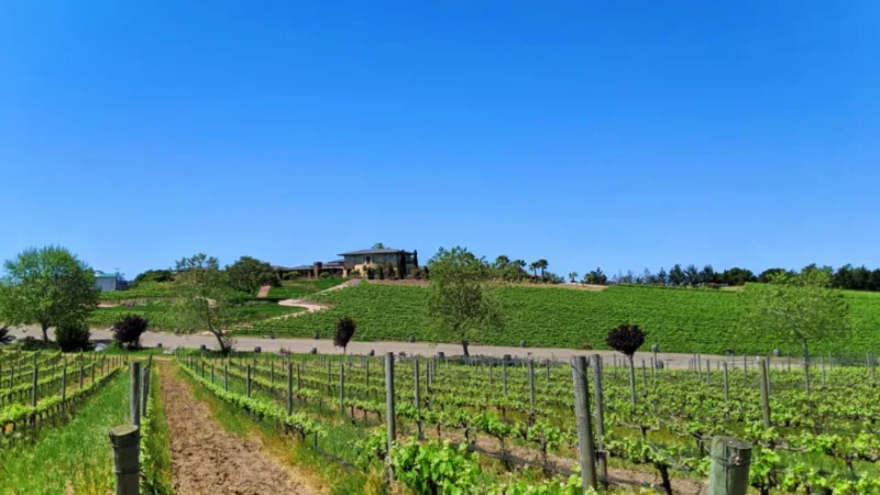 Discover the Best of Santa Barbara Wines at the Vintners Spring Weekend