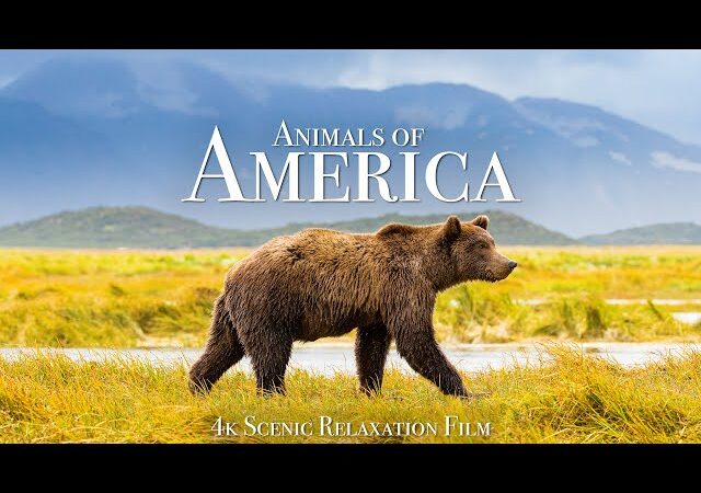 American Animals DVD Release: A Riveting True Crime Drama