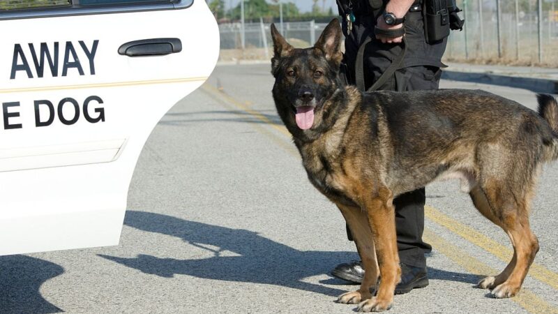 Canine Police Dog Breeds: The Ultimate Crime-Fighting Partners