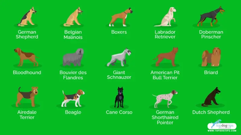 Common Police Dog Breeds