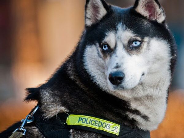 The Husky Police Dog: A Powerful and Versatile Canine Officer