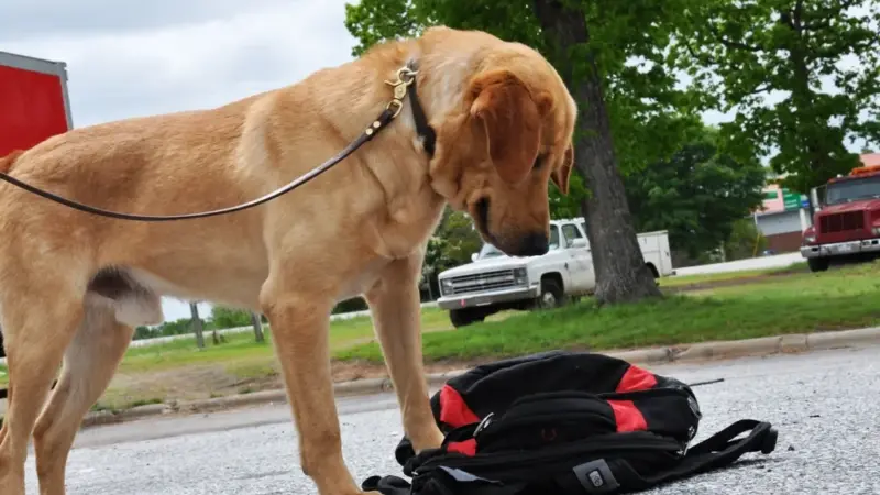 Labrador Retriever Police Dog: A Valuable Asset in Law Enforcement