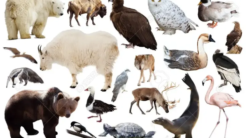 North America Animals: A Diverse and Fascinating Wildlife