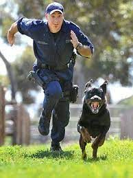 Police Forces That Use Rottweilers