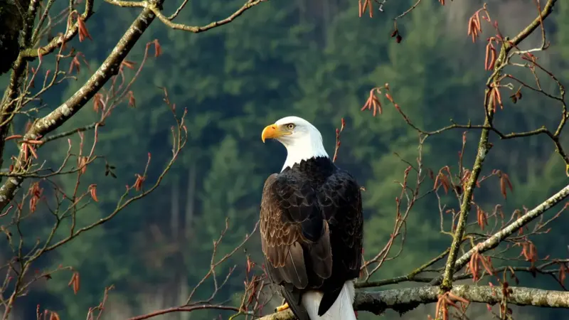 The Majestic Symbols of the USA: The National Animal and Bird