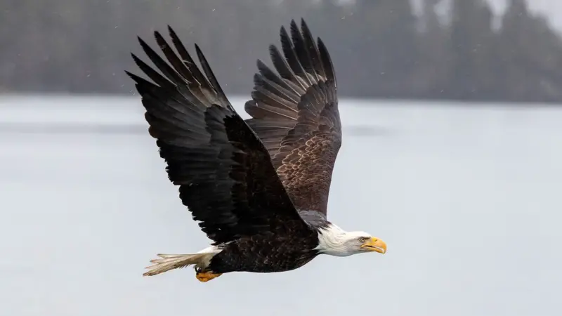 The Majestic Bald Eagle: The USA’s National Animal 2014