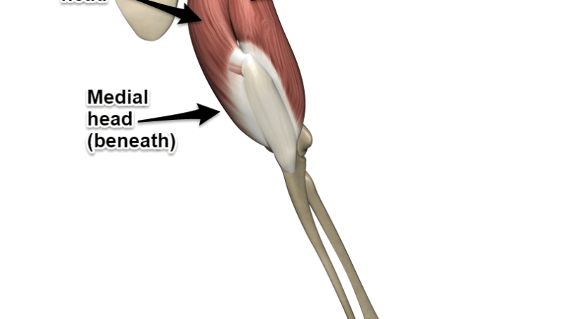 Muscles of Triceps